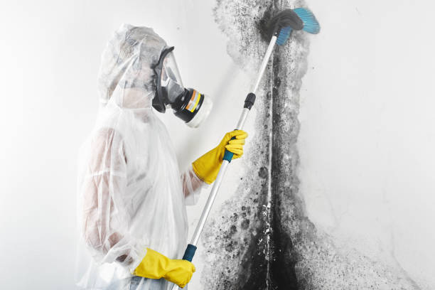 Best Attic Mold Removal  in Folkston, GA